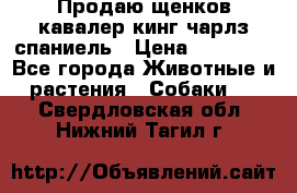 Продаю щенков кавалер кинг чарлз спаниель › Цена ­ 40 000 - Все города Животные и растения » Собаки   . Свердловская обл.,Нижний Тагил г.
